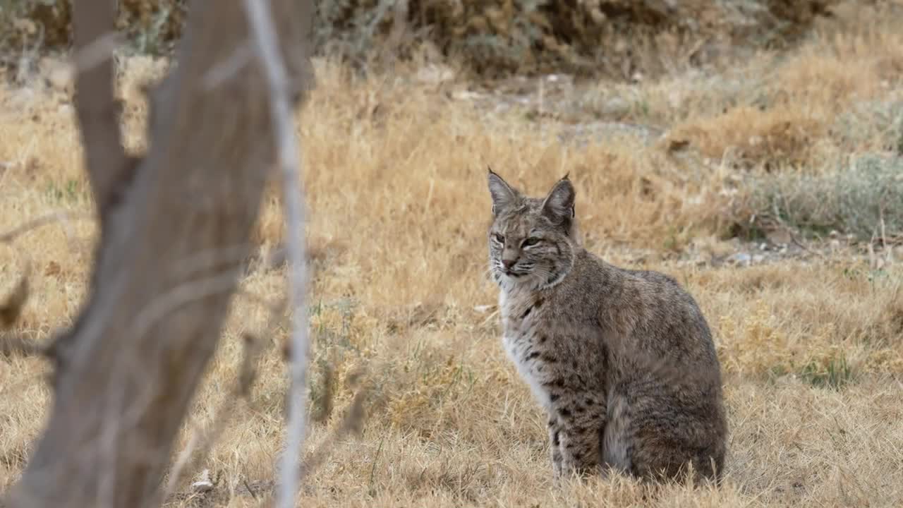 Bobcat at Desert Wildlife Refuge