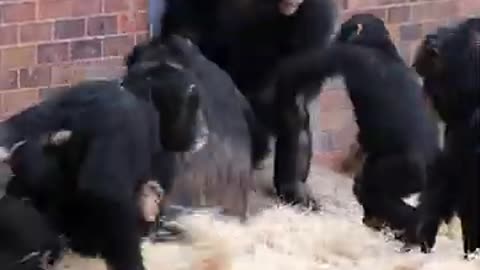 Female Chimp Fight #shorts