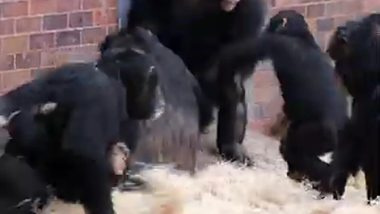 Female Chimp Fight #shorts