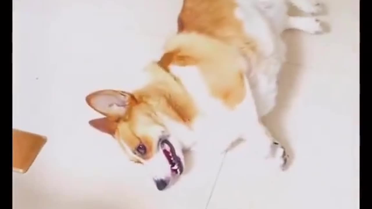 Actor Dogo