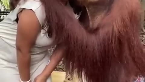 Funny animals