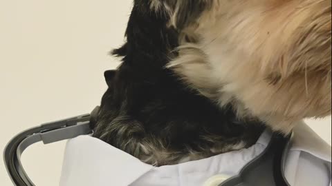 Doggy 🐕 become doctor 🤣❤️🐕 helerious look 😂