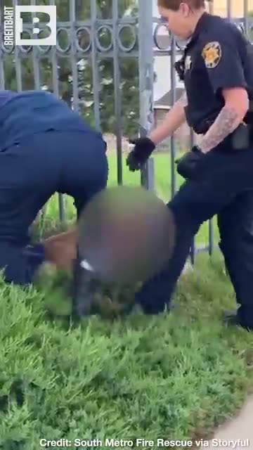 FREEDOM! Deer TRAPPED IN FENCE Freed by Colorado Firefighters, Police
