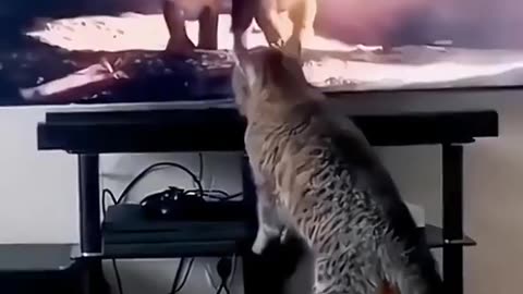 The soul is called. Funny cat videos