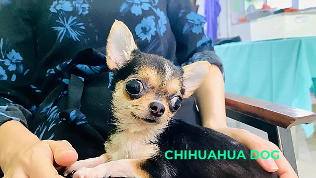 Chihuahua funny🐕dog puppy - Mexican🐕🐕🐕dogs.