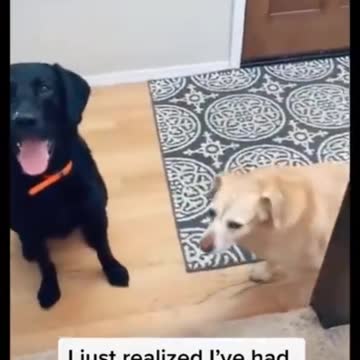 Introducing myself to my dogs after 5 years