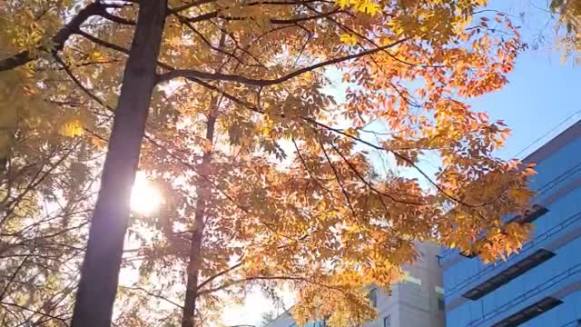 Ginkgo leaves falling in Bundang...