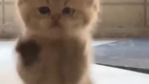 funny cats