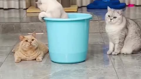 Cats playing . Funny animals part 12