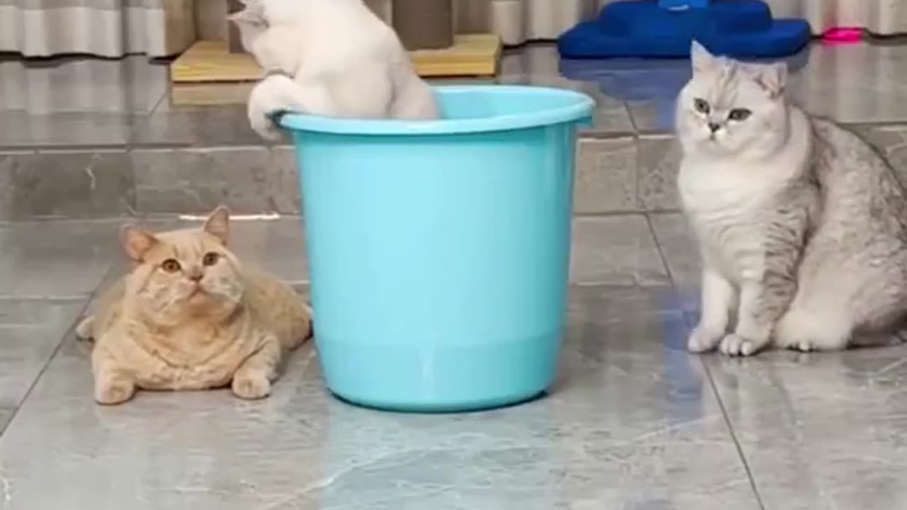 Cats playing . Funny animals part 12