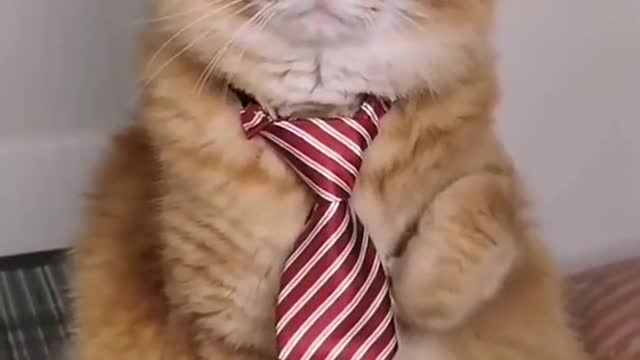 This tie 😏