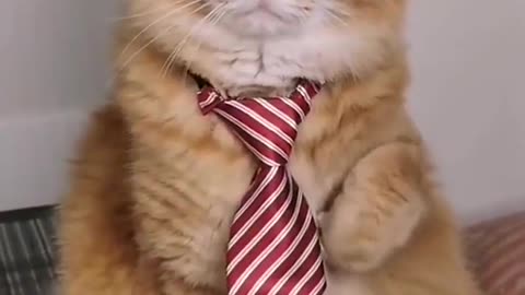 This tie 😏