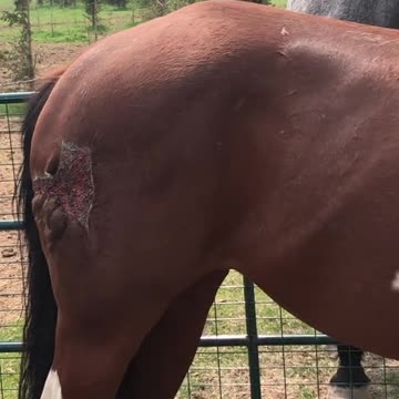 True Canadian Cowboy🍁Honey🍯Is🐎Getting Better👀😎🔥