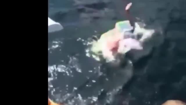 funny videos