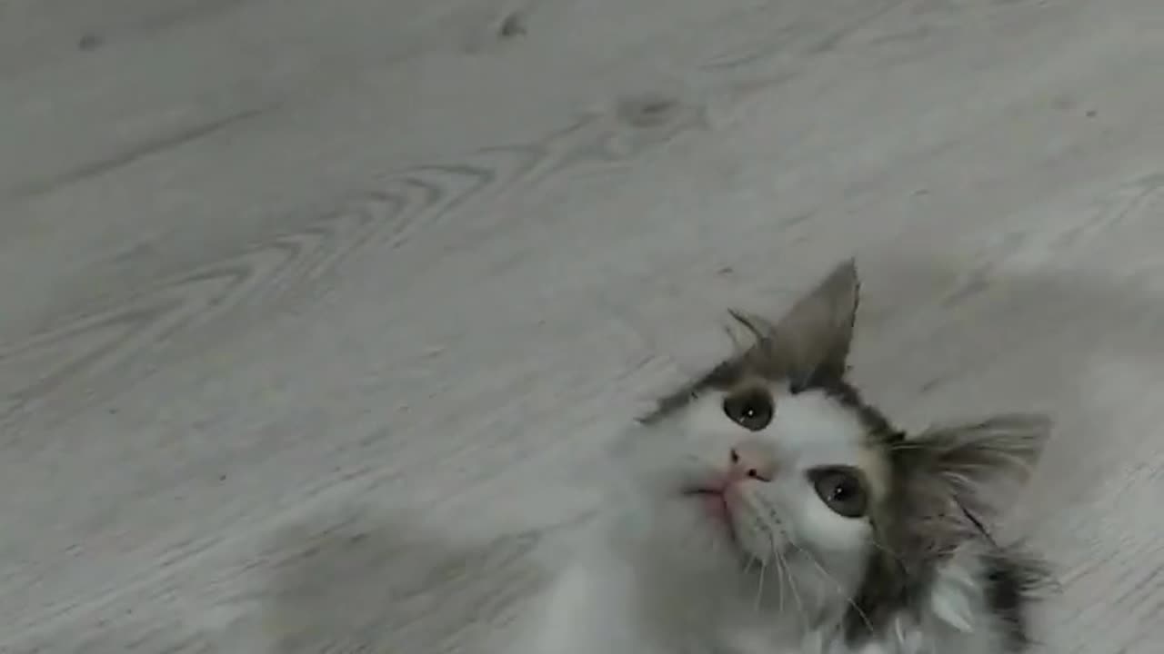 #shorts #funny #catππ#funny videos