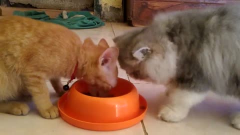 Kucing lucu berebut Makan