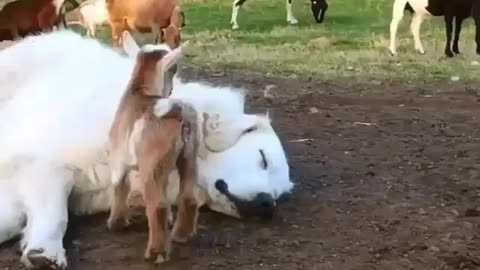 Puppy Pranks: Hilarious Dog Antics & Heartwarming Moments!