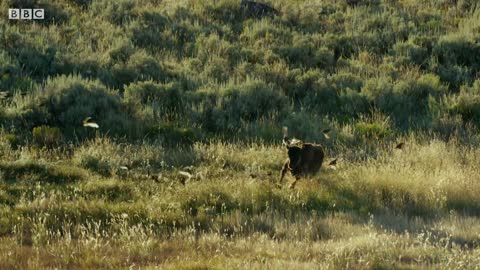 Bison Fight for Mating Rights