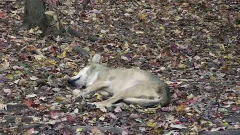 Wolf Wakes Up with the Cutest Stretching Routine