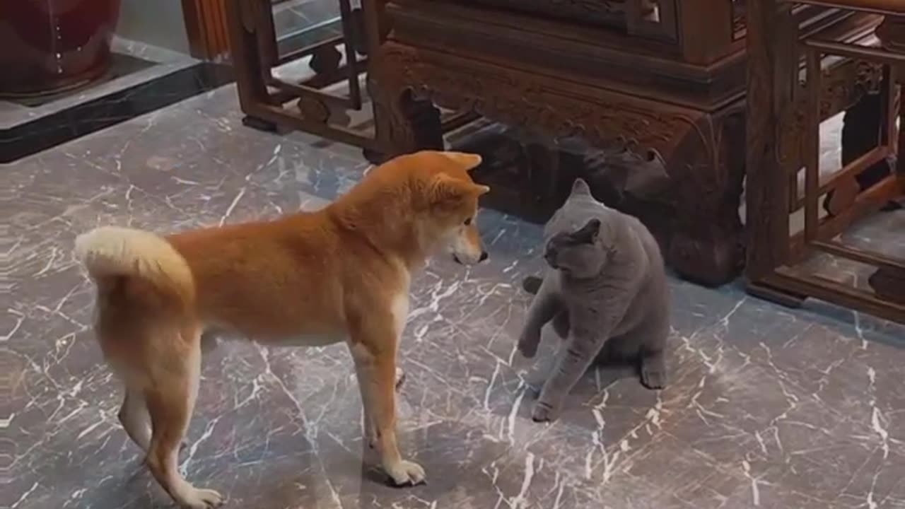 Dog having fun with Cat brother