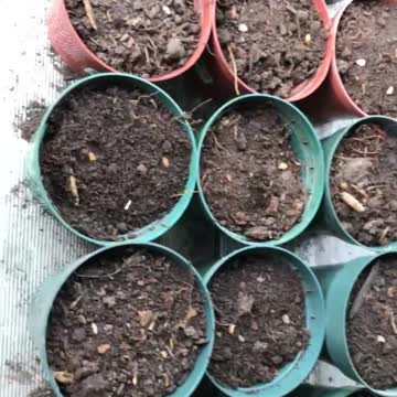 Seeding out some Maple seeds in 2020