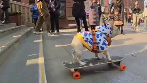 Dog and puppy video 🤣