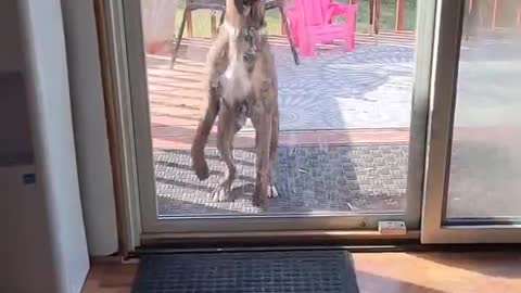 Jumping Boxer Hops High