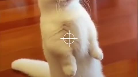 cute cats compilation - funny cute cats - too cute cats #cats #Shorts tiktok instakittenscute