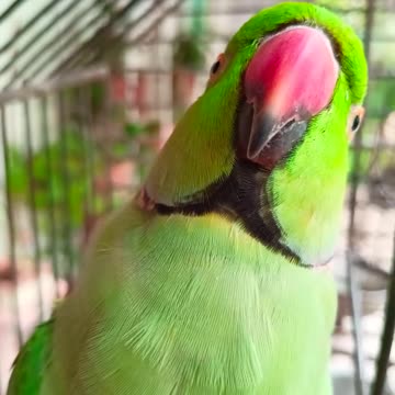 mithu ye ma ye 🍐🍒