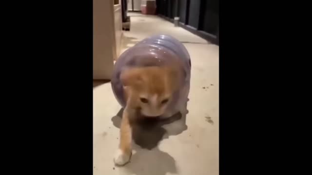 Hide and seek cat
