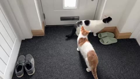 When my new friends cat visit