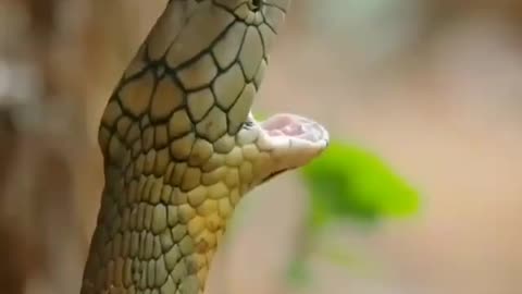 Snack