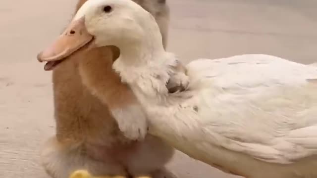 The duck hugs dog for.. see how cute both of us