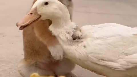 The duck hugs dog for.. see how cute both of us