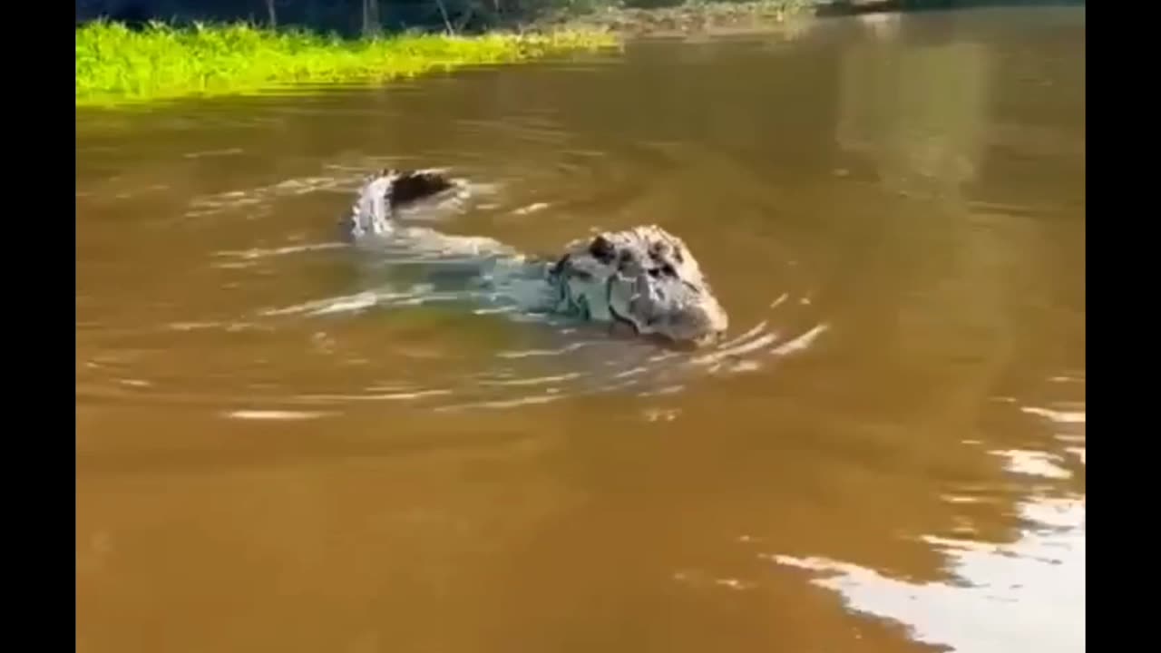 alligator intimidating fishermen