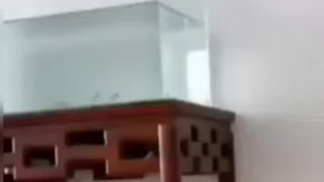 Funny cute 🐱 cat funny animals video