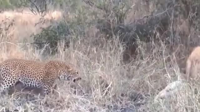 Hyena is strong enough to handle leopard with easy