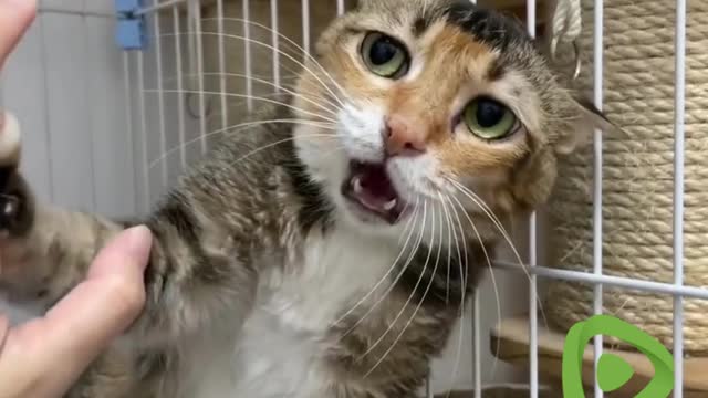 Funniest Cats- Have You Ever Seen This Funny Cat Face Expression? 😂 - Funny Cats Life