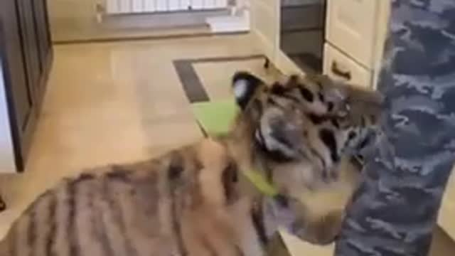 Cute baby tiger bite butt owner and annoying video…