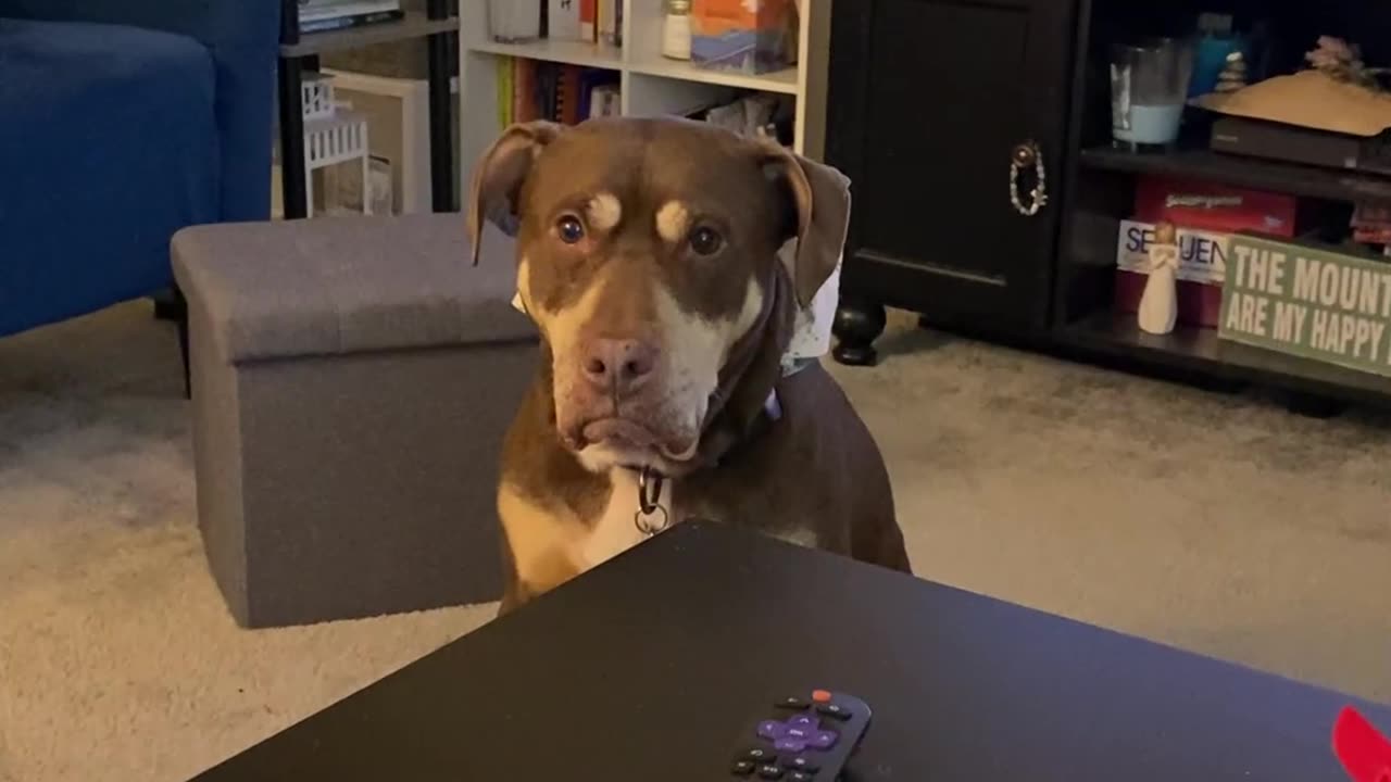 Pup Wants Her Presents