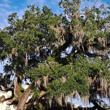 Tallahassee Capital building in Florida on a beautiful morning. 12/1/23