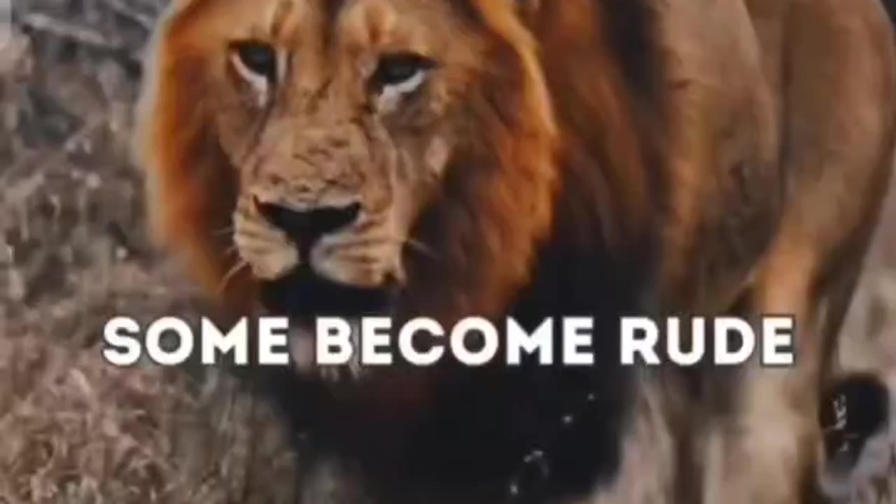 Lion attitude quotes status motivational video