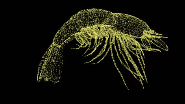 3D shrimp animal model particle model