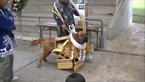 8 Most Strongest and Dangerous Doges in the world