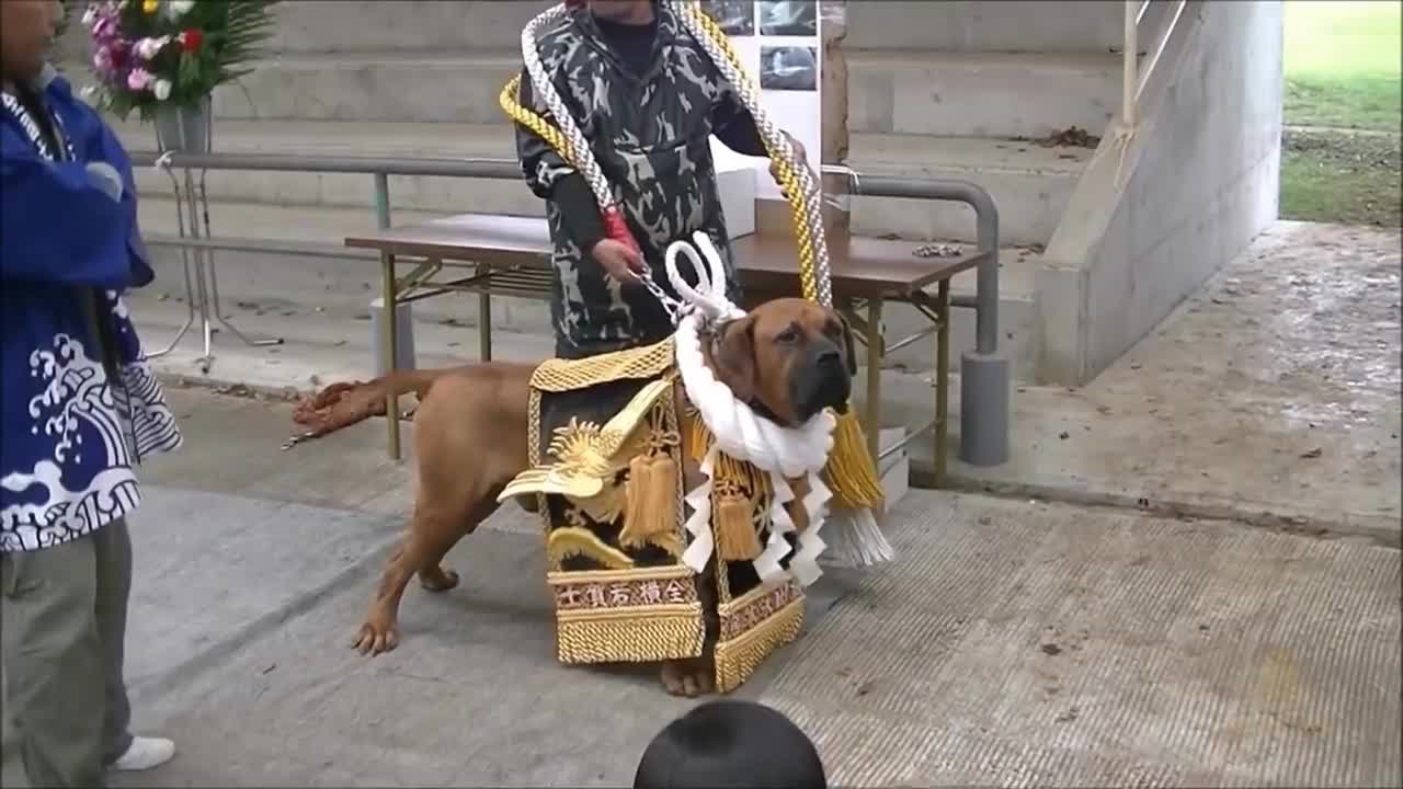 8 Most Strongest and Dangerous Doges in the world