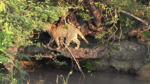 Leopard in the setting sun