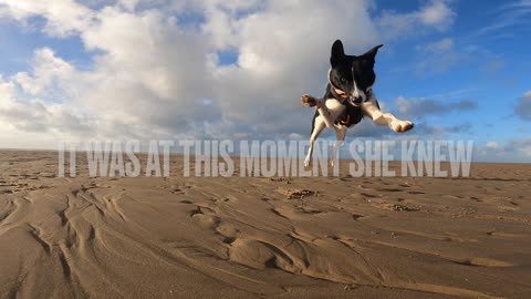 Romanian rescue dog reacts to Formby Beach. Totally beachin trail dog