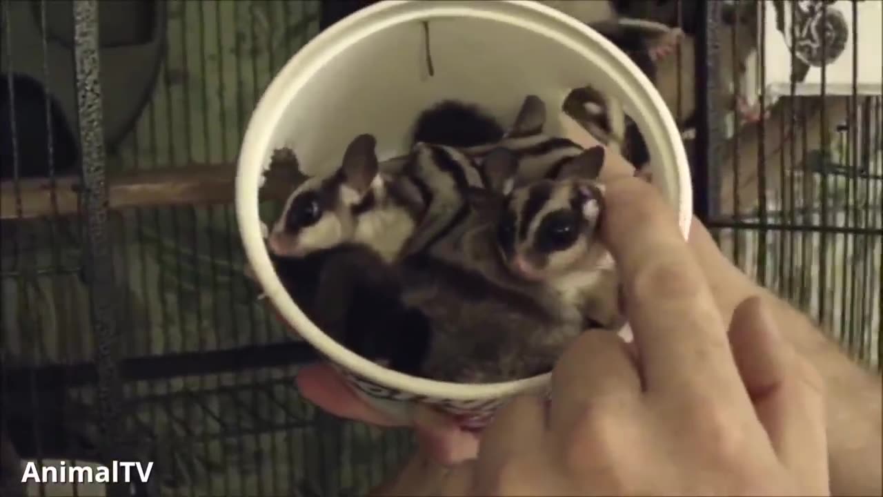 SUGAR GLIDERS Flying - Funny & Cute Compilation!