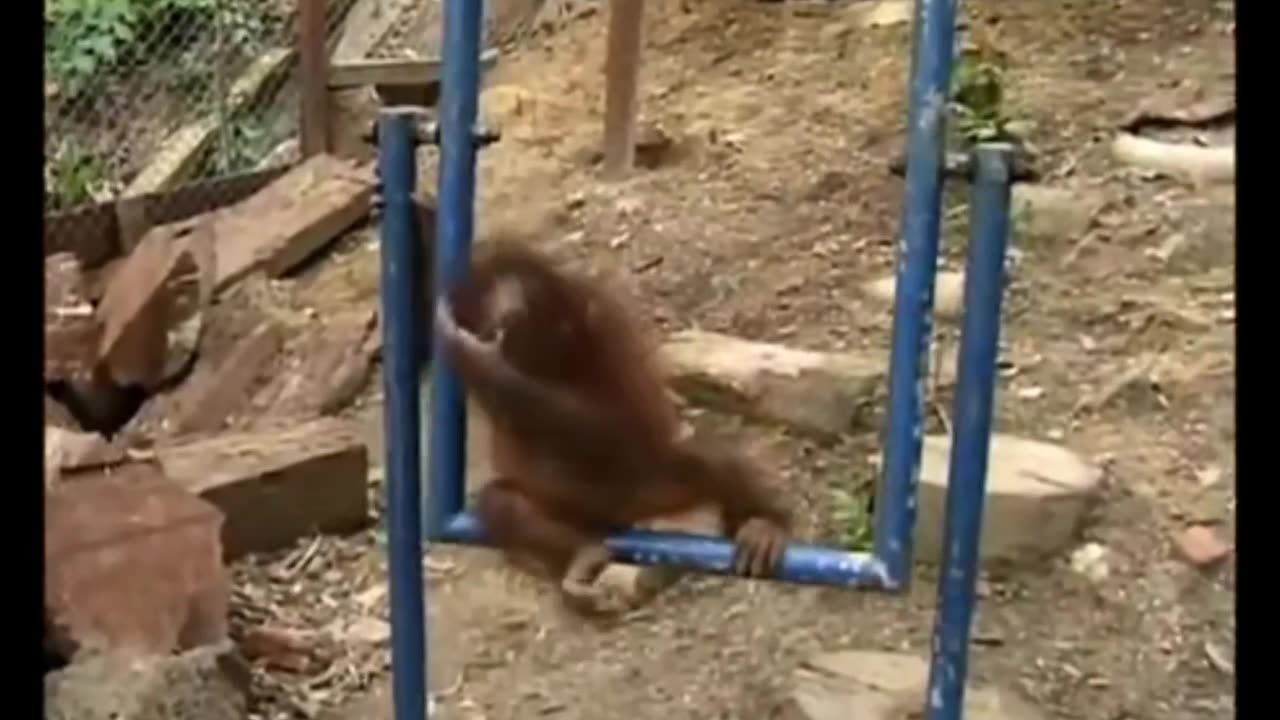 Random Monkeys 3