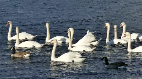 swans ducks water white bird